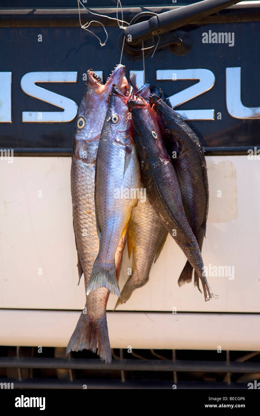 Fresh fish drying on the radiator of a truck, Cape Maclear Peninsula ...