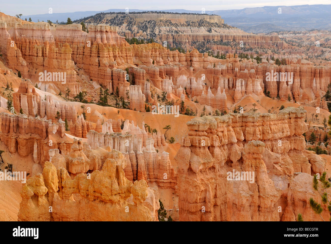 Limestone formations of Bryce Canyon in the evening light, Bryce Canyon National Park, Utah, USA Stock Photo
