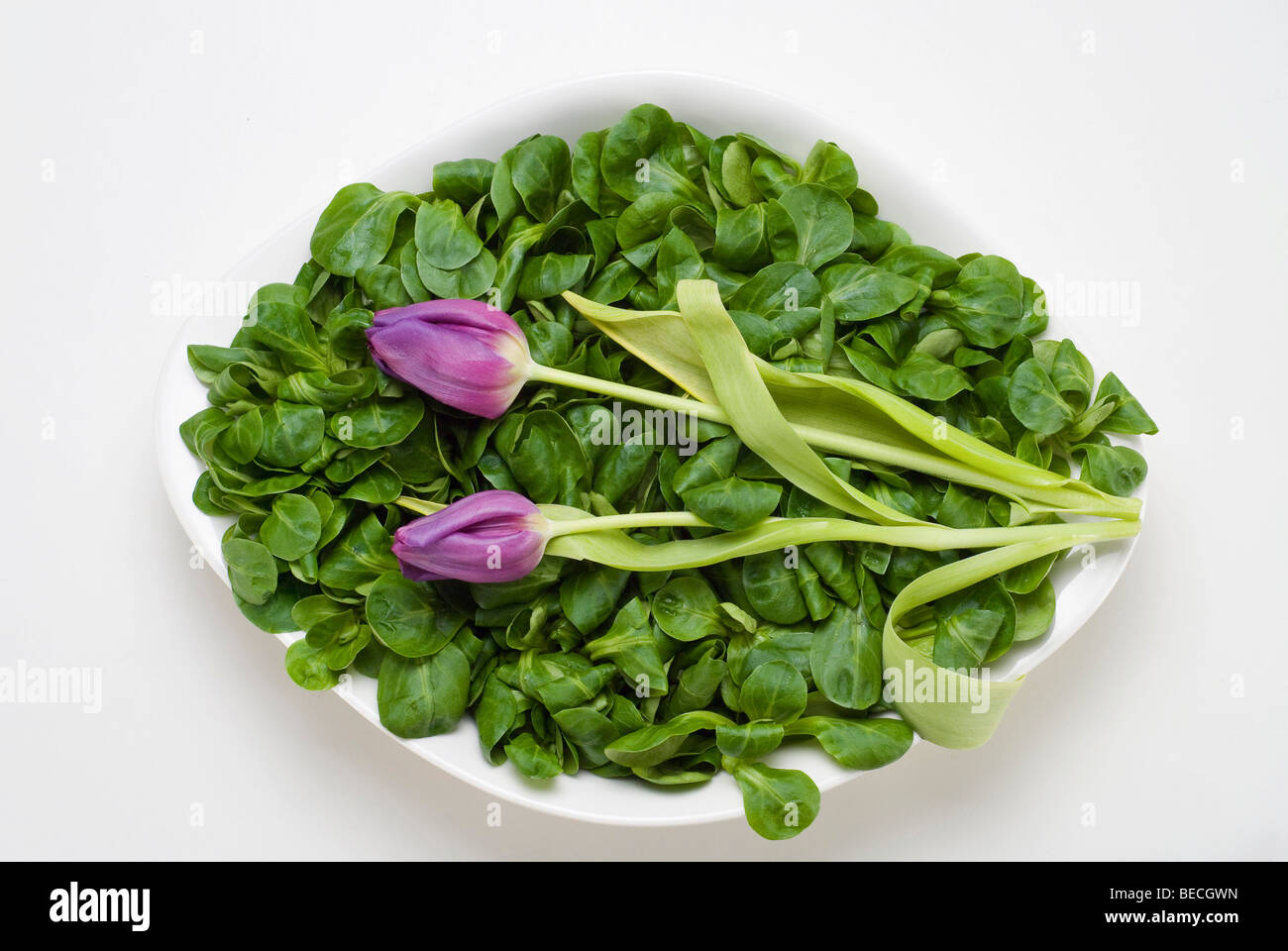 Field salad (Valerianella locusta) and two tulips (Tulipa) Stock Photo