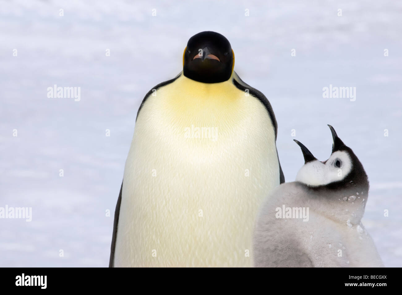 close up funny Mother and baby Emperor Penguins on snow ice, hungry chick mouth open, talking, frustrated mum looking forward, Snow Hill Antarctica Stock Photo