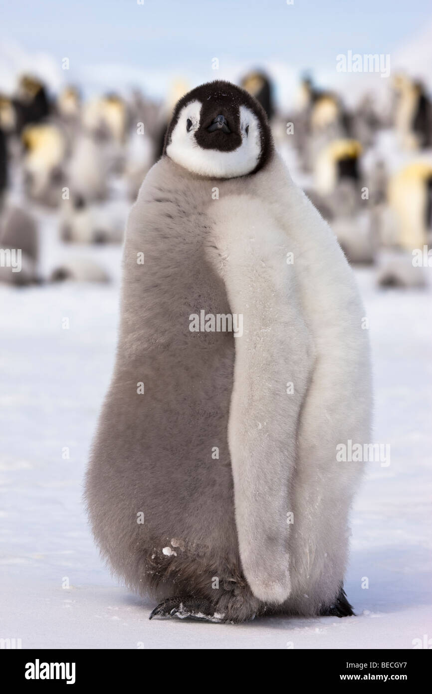 1 fluffy cute baby Emperor Penguin chick profile close-up, walking on snow, eye contact, background colony of birds, Antarctica Stock Photo