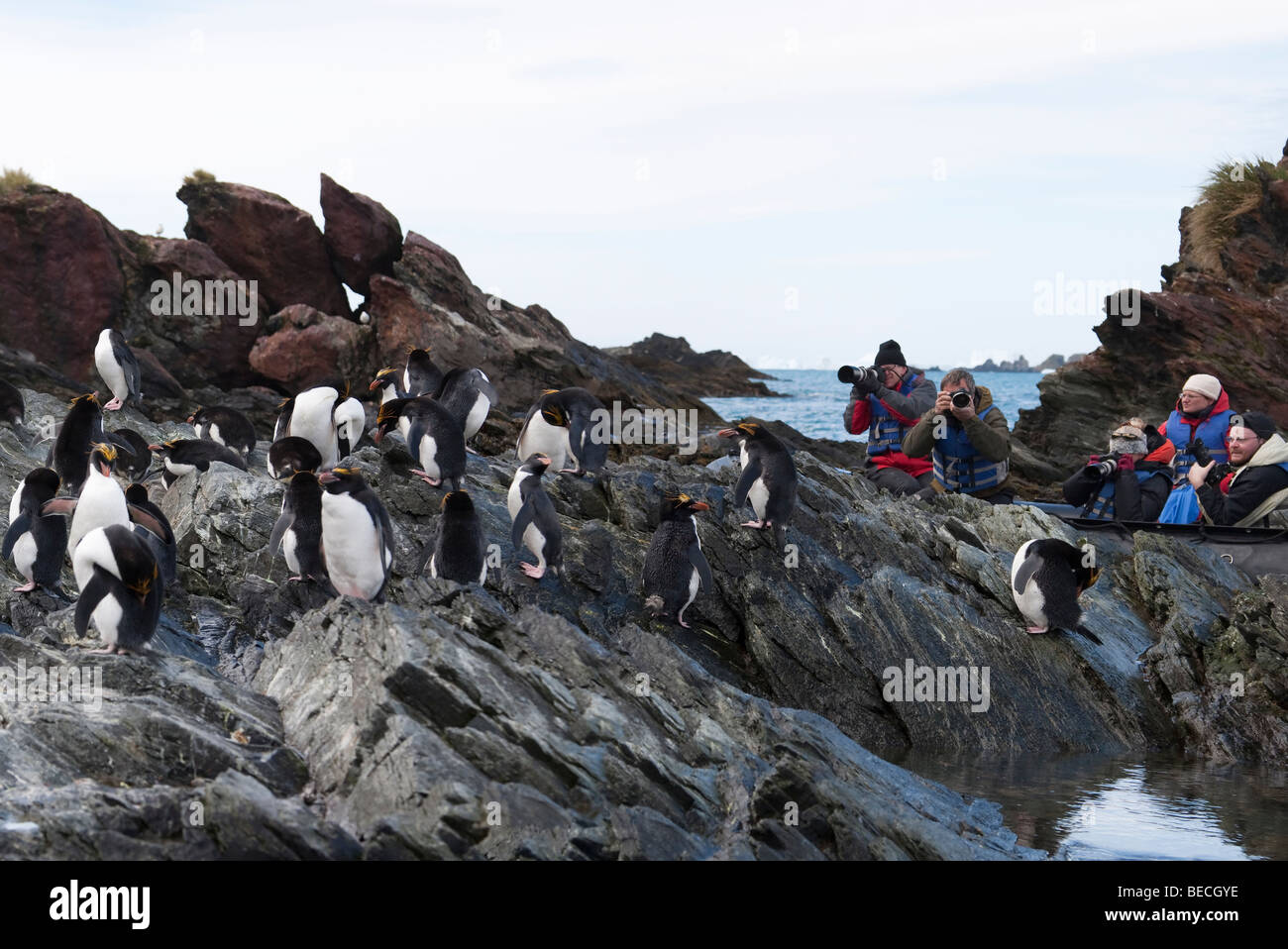Group of adventure cruise Eco-tourists watch and photograph group of rock-hopper penguins on rocks from zodiac boat South Georgia, Antarctica Stock Photo