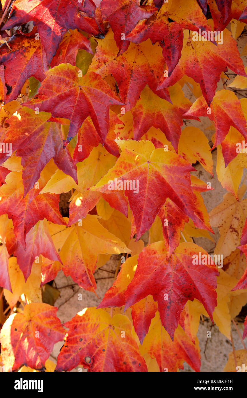 Red and yellow coloured autumn leaves of wild wine (Vitis vinifera) Stock Photo