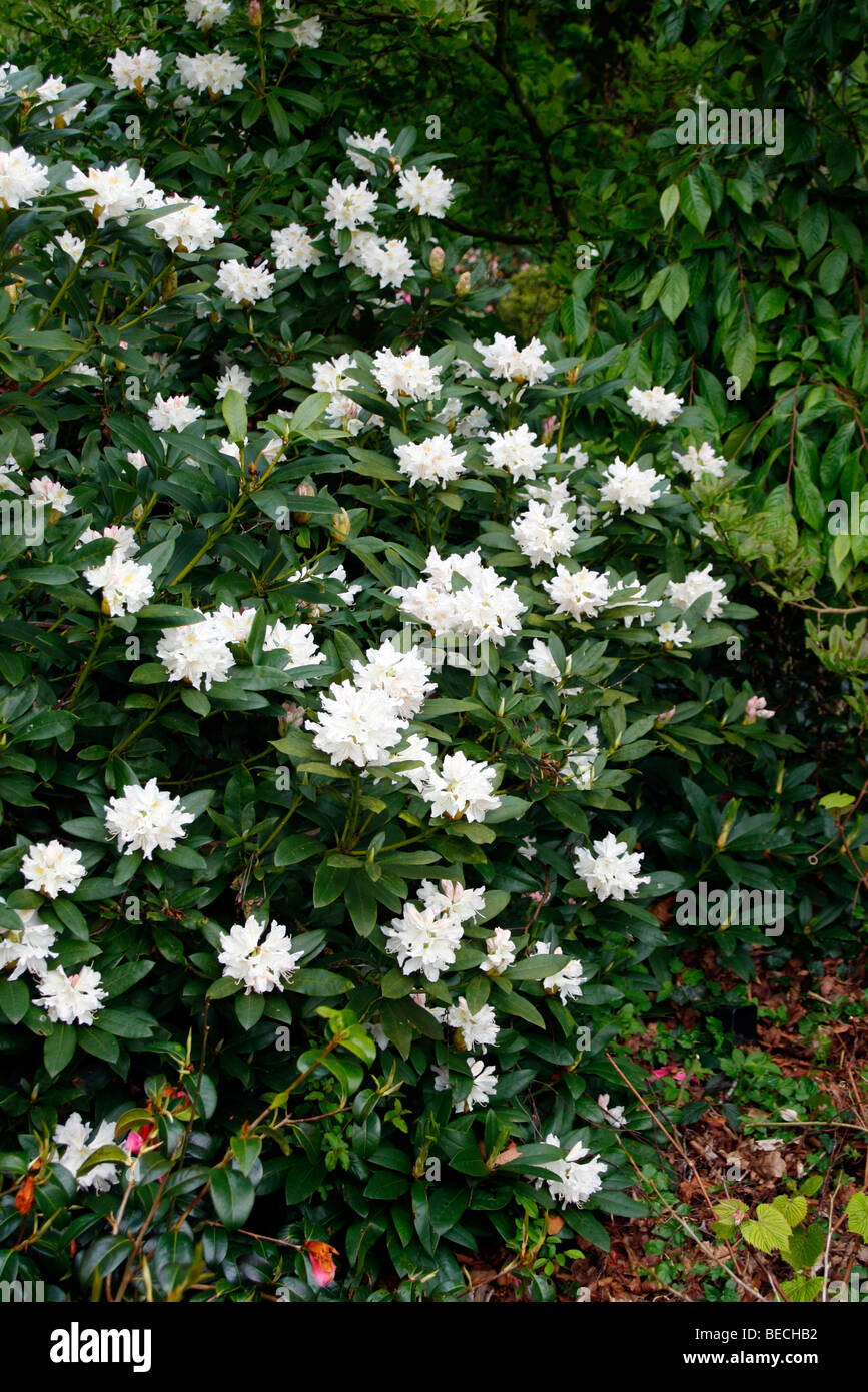Rhododendron 'Cunningham's White' Stock Photo