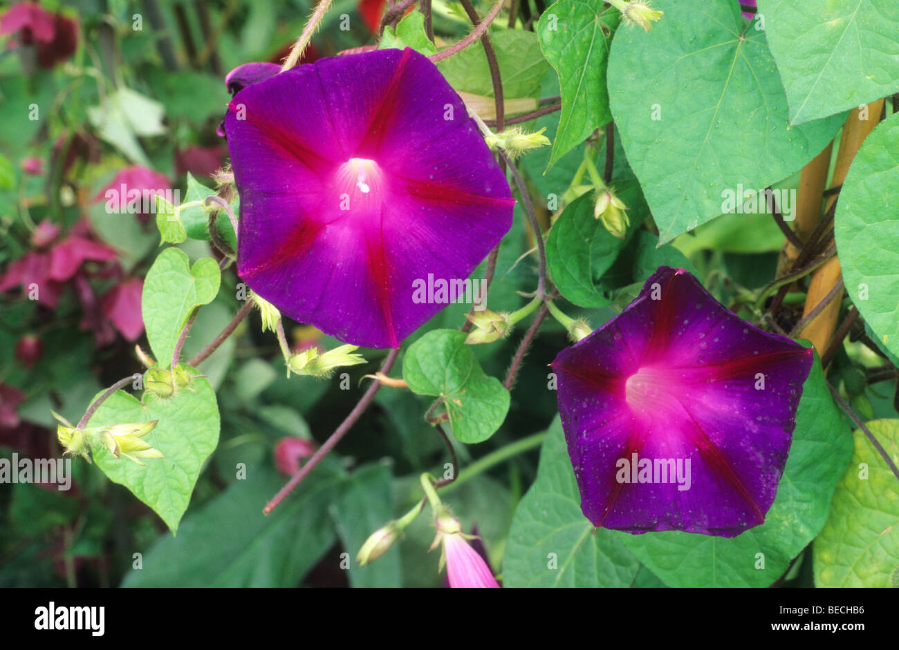 Ipomea purpurea 'Kniola's Black Knight' purple flower garden plant climber climbing morning glory flowers plants Stock Photo