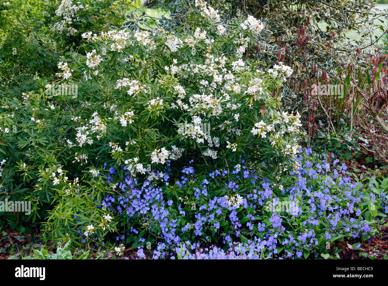 Choisya x dewittiana 'Aztec Pearl' AGM with Omphaloides cappadocica 'Cherry Ingram' AGM at foot Stock Photo