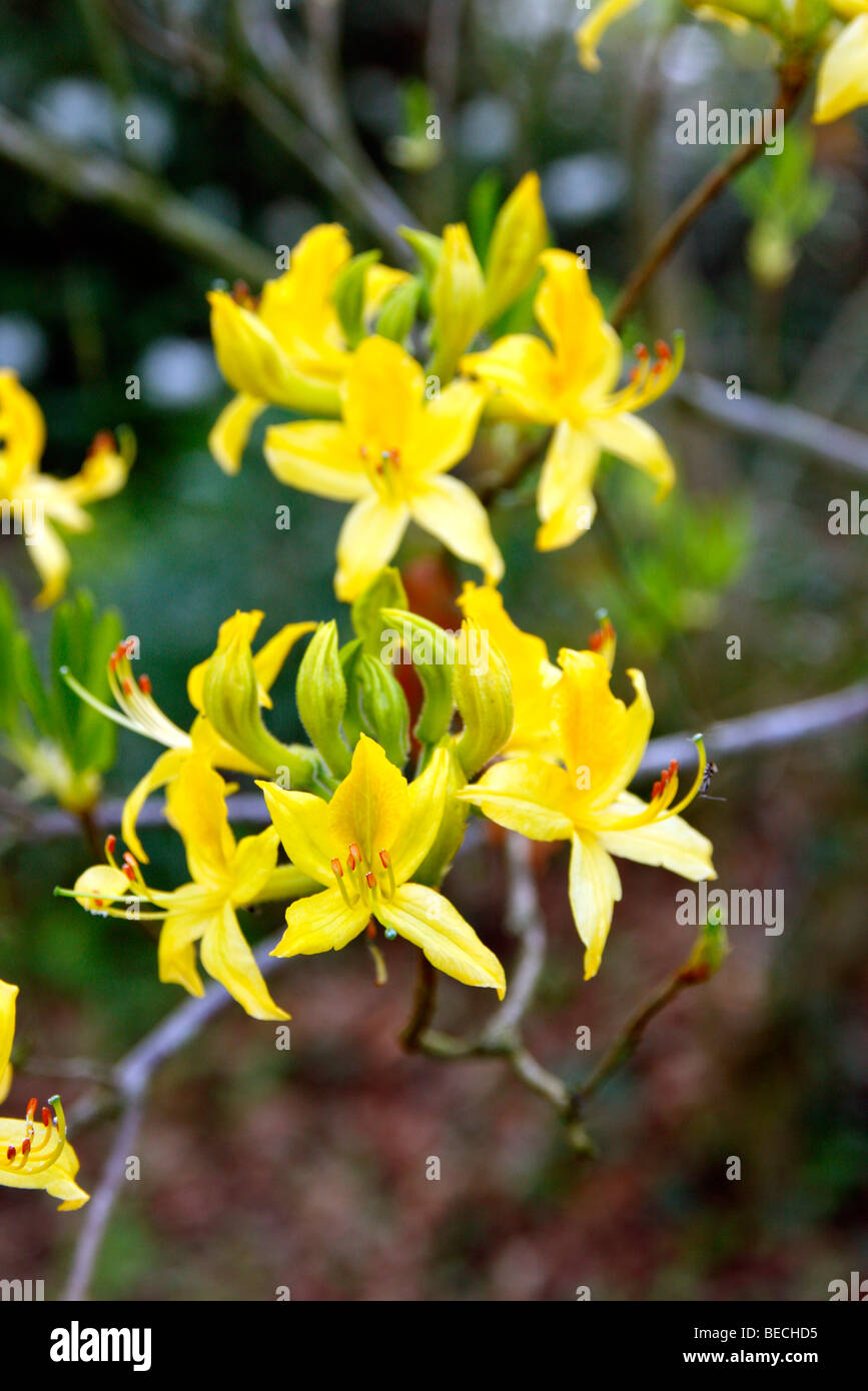 Rhododendtron luteum AGM syn Azalea pontica Stock Photo
