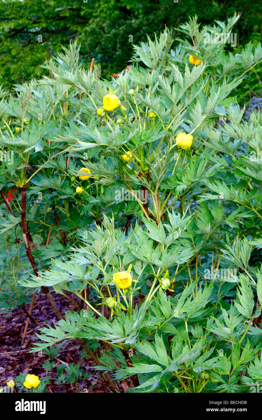 Paeonia ludlowii AGM - yellow tree Paeony Stock Photo