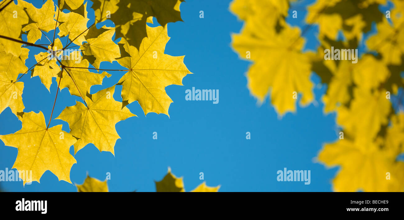Yellow autumn maple leaves on blue sky Stock Photo - Alamy