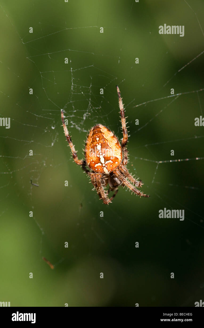 Spider on a web in sunlight Stock Photo