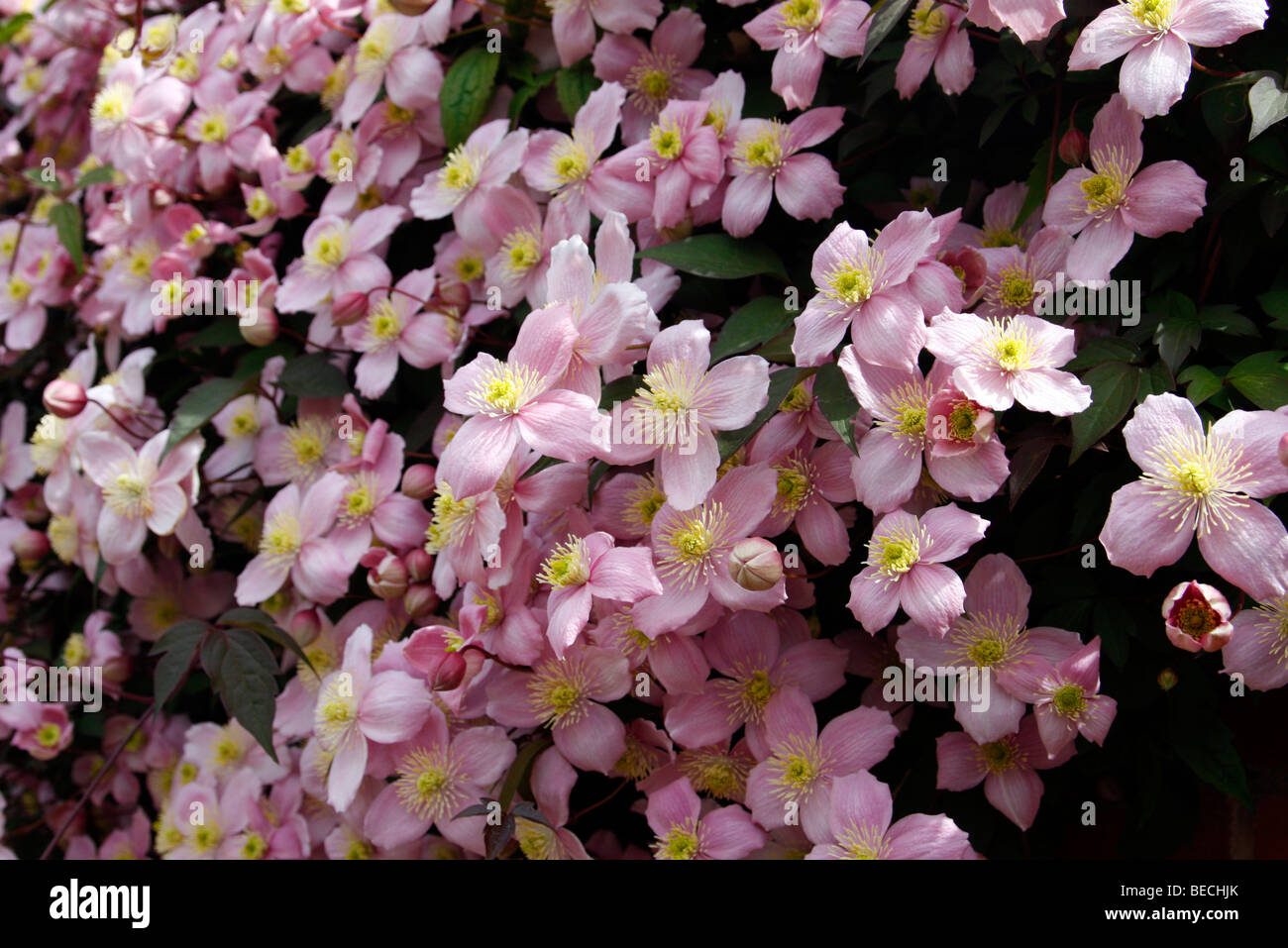 Clematis montana used to break a hard edge in a built environment Stock Photo