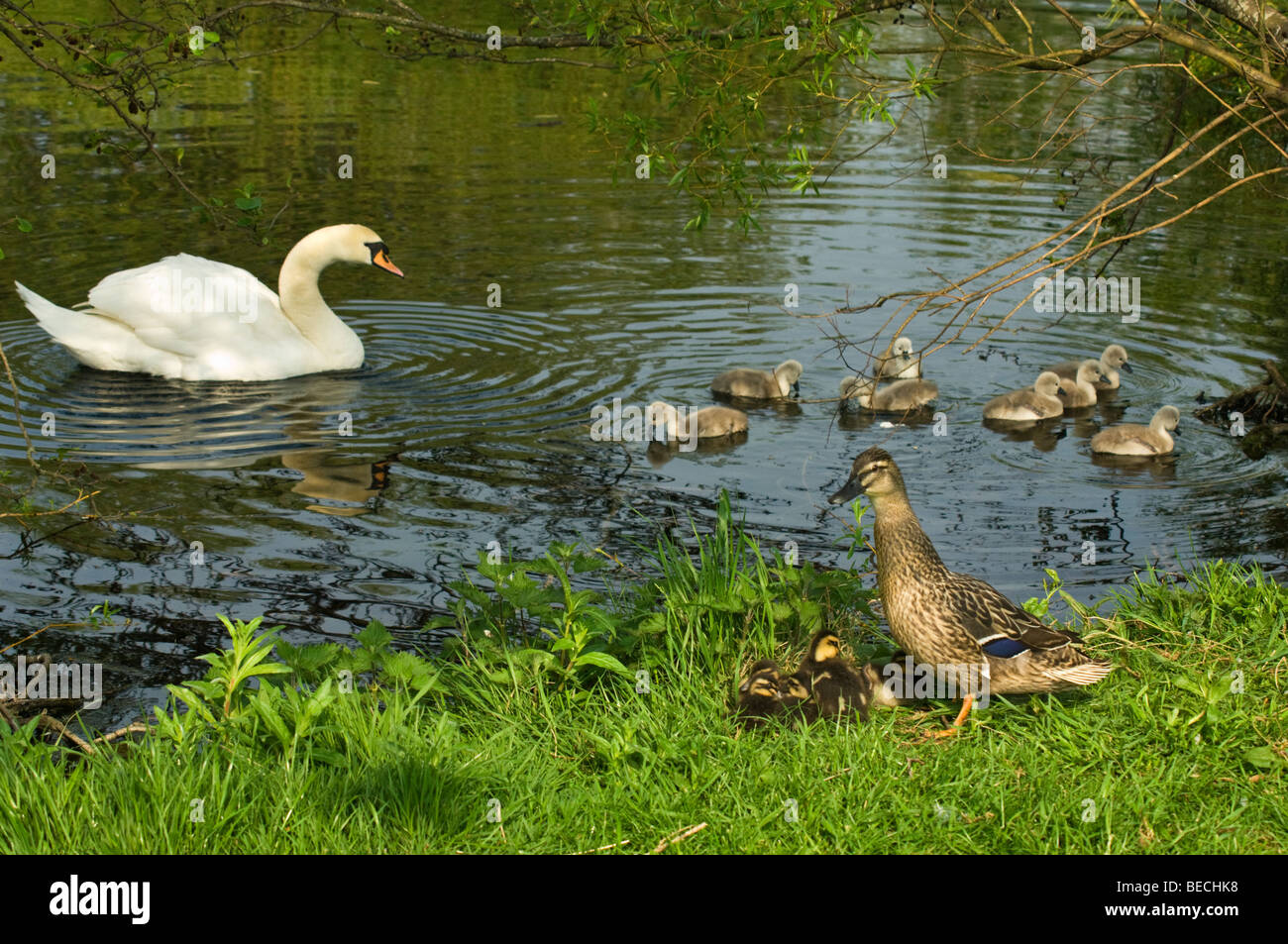 British pond life, swan and ducks on Hammond's Pond situated to the south of the City of Carlisle Stock Photo
