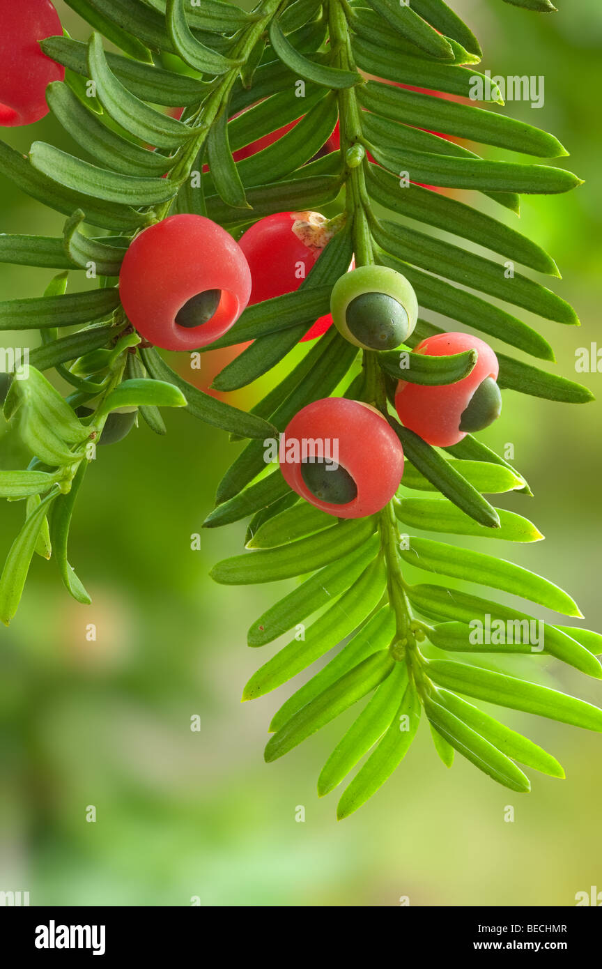 Yew taxus baccata foliage and berries Stock Photo