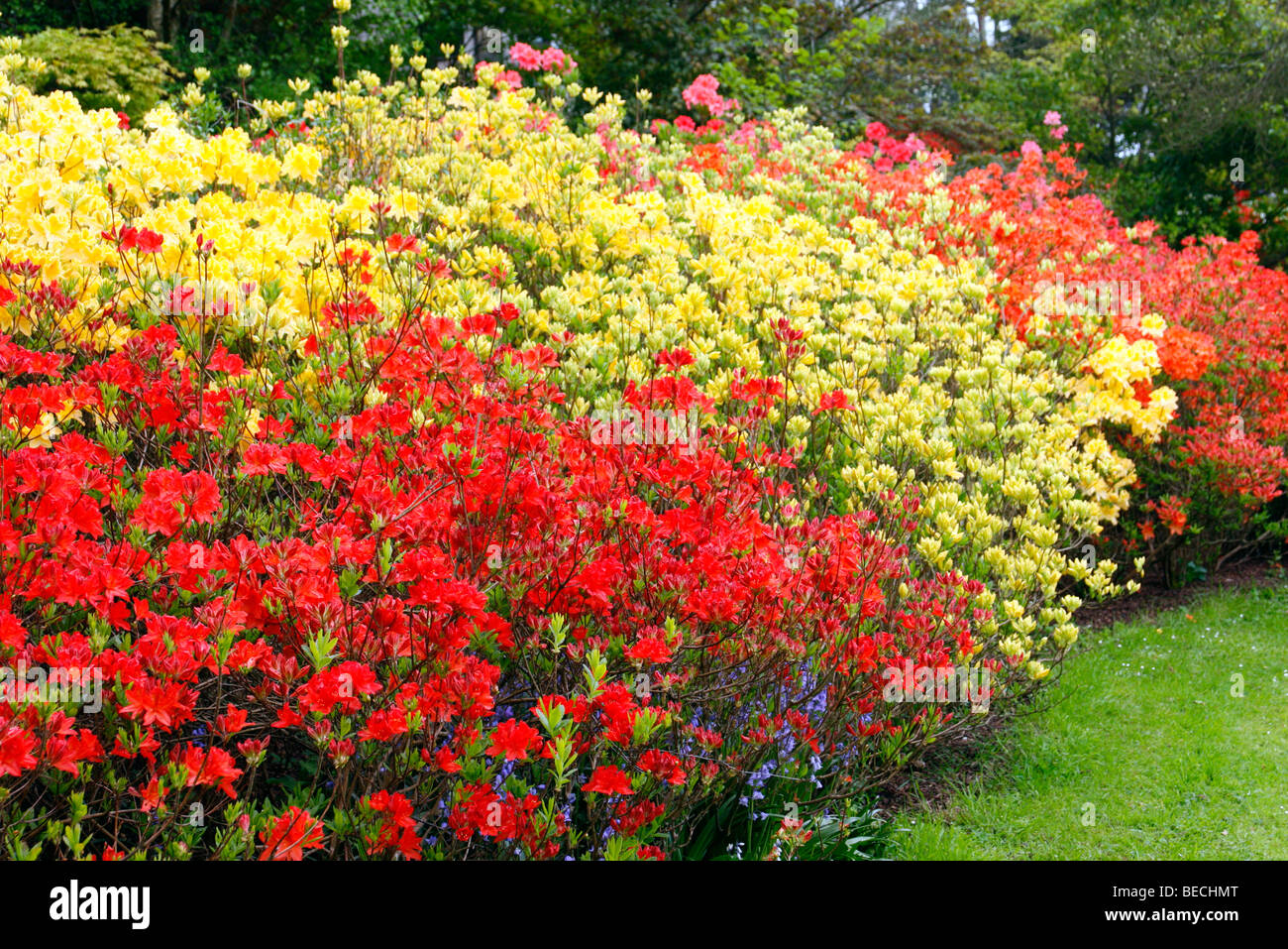 Massed plantings of deciduous azaleas (Rhododendron) Stock Photo