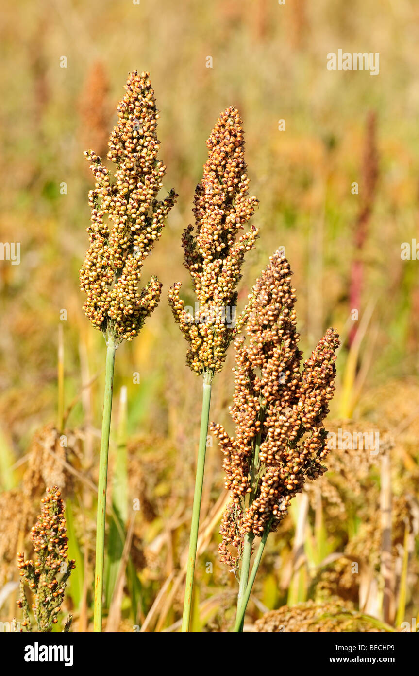 Commercial Millet (Maize substitute) grown for animal feed, France