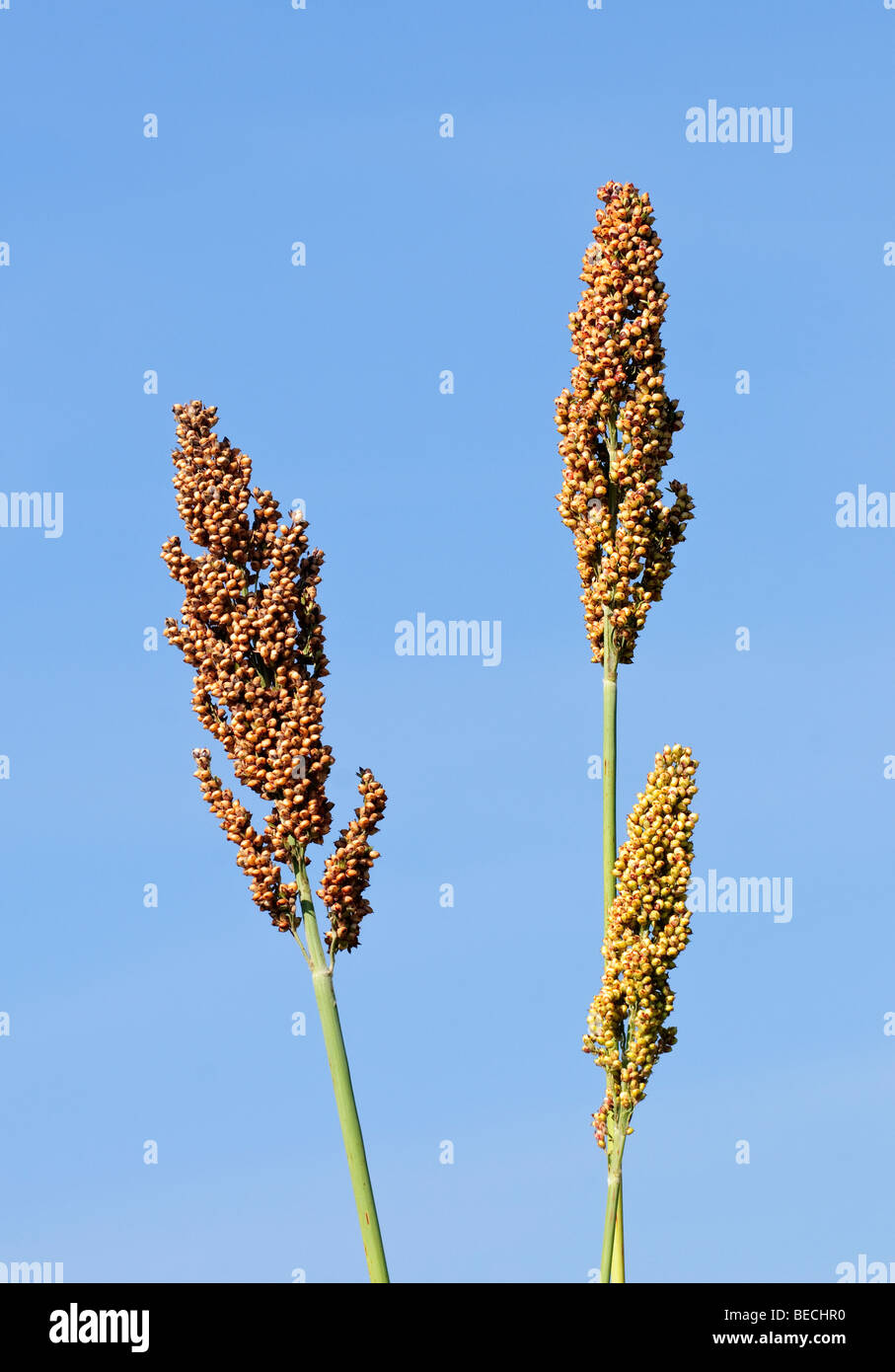 Commercial Millet (Maize substitute) grown for animal feed, France