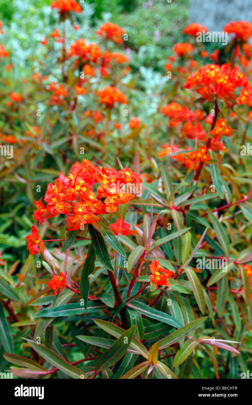 Euphorbia griffithii 'Fireglow' Stock Photo
