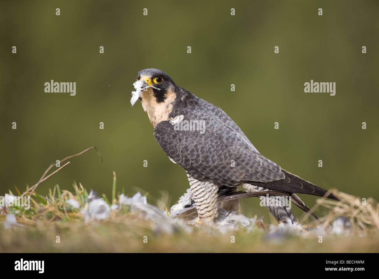 Peregrine Falcon (Falco peregrinus) plucking a pidgeon, Rhineland-Palatine, Germany Stock Photo