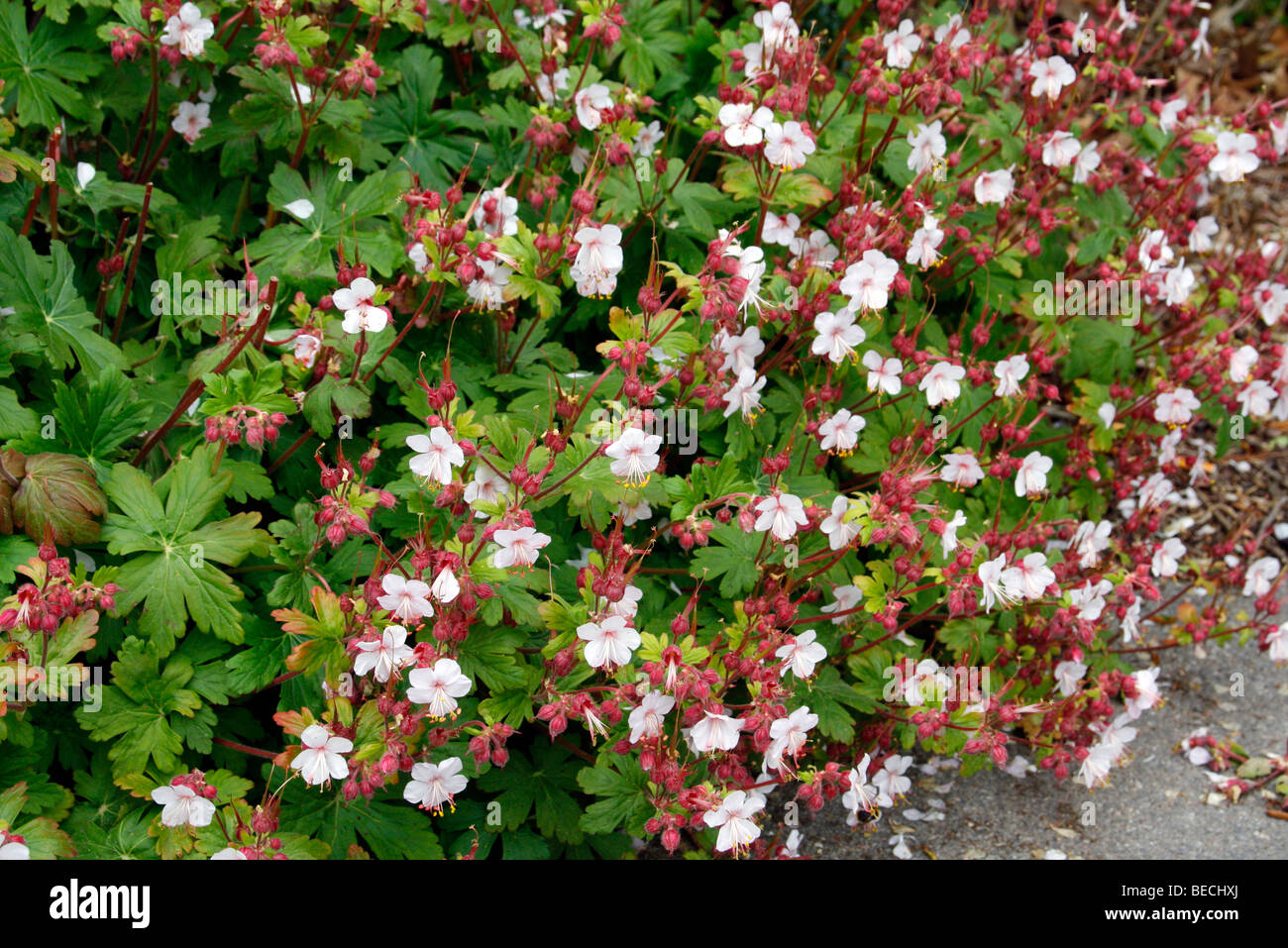 Geranium macrorrhizum 'Album' AGM used as ground cover in shade under shrubs Stock Photo