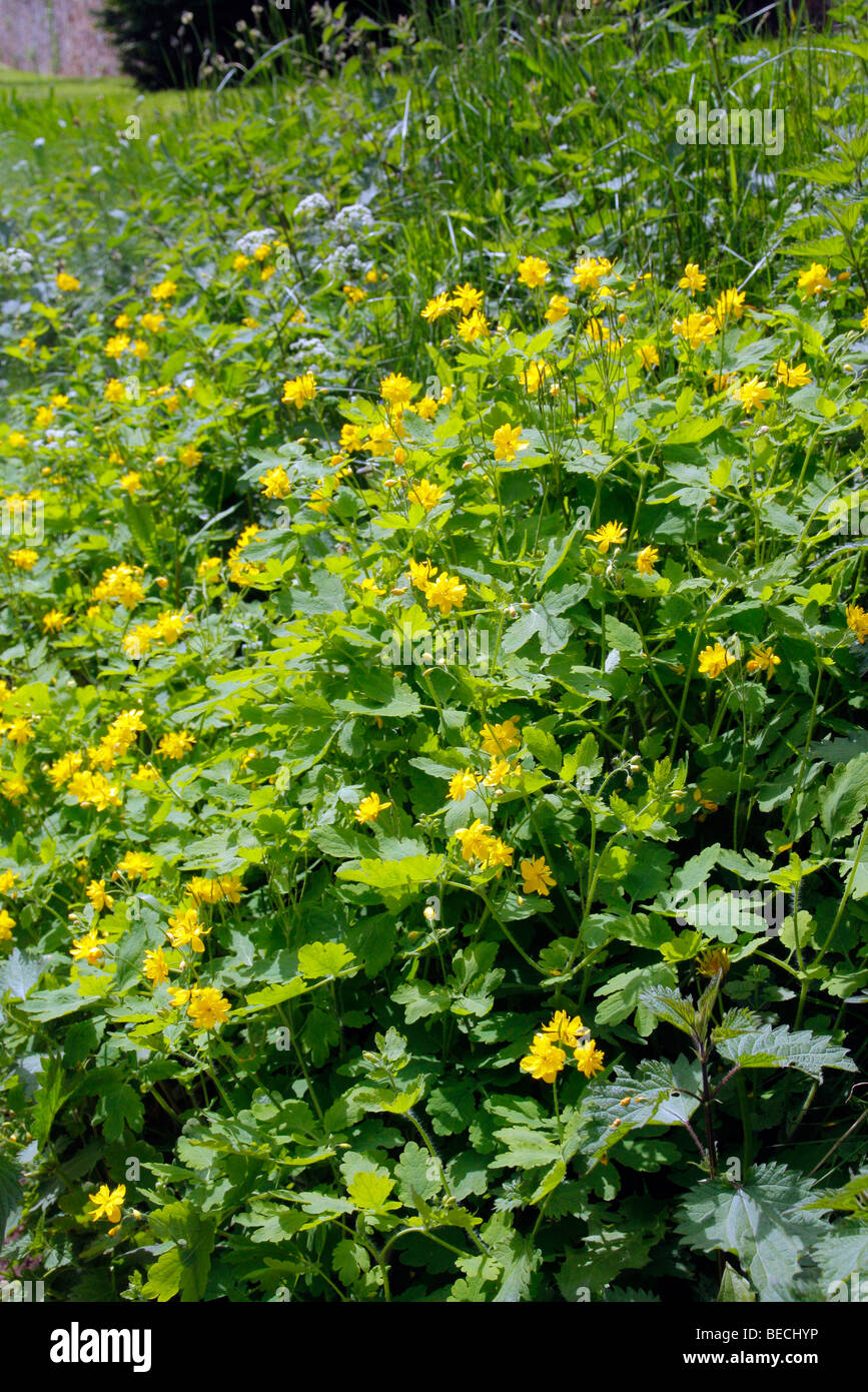 Greater Celandine - Chelidonium majus Stock Photo