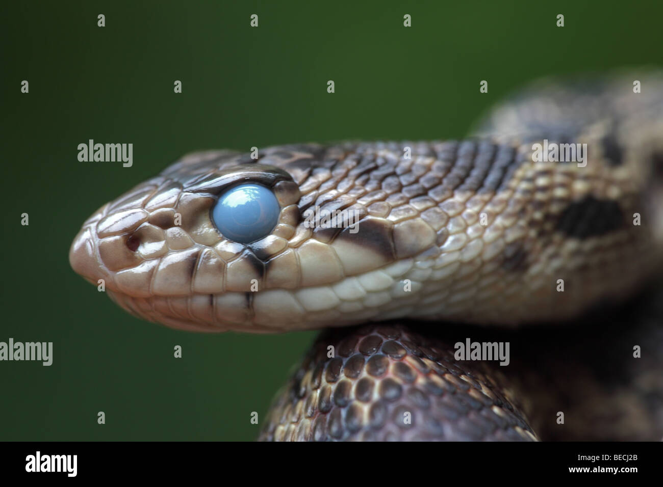 Snake Sheds Skin High Resolution Stock Photography and Images - Alamy