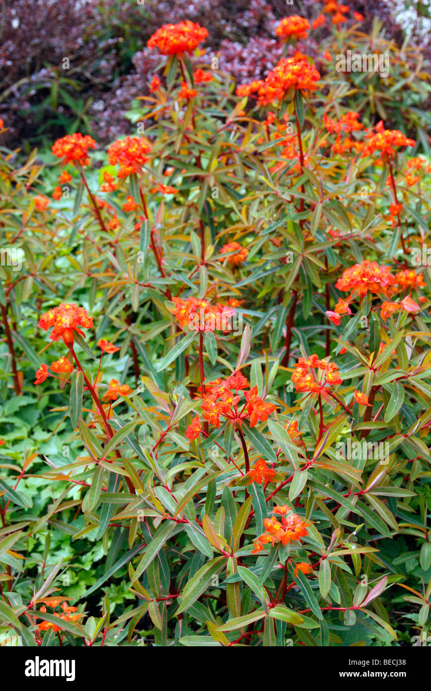 Euphorbia griffithii 'Fireglow' Stock Photo