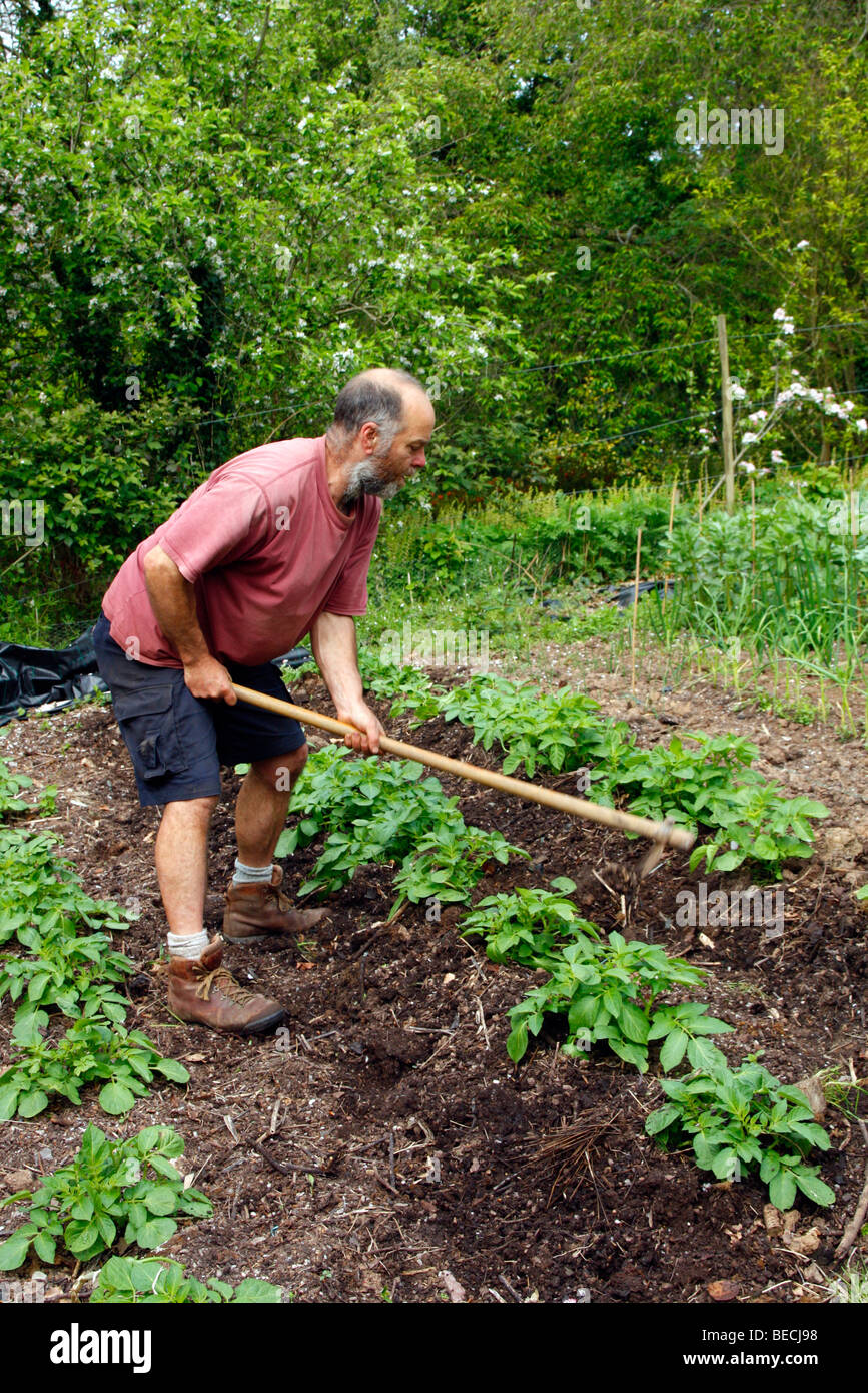 Ridging up early potato variety 'Charlotte' in early May using an African Hoe Stock Photo