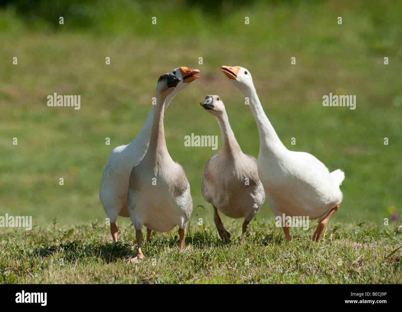 A gaggle of geese in grass pasture Stock Photo