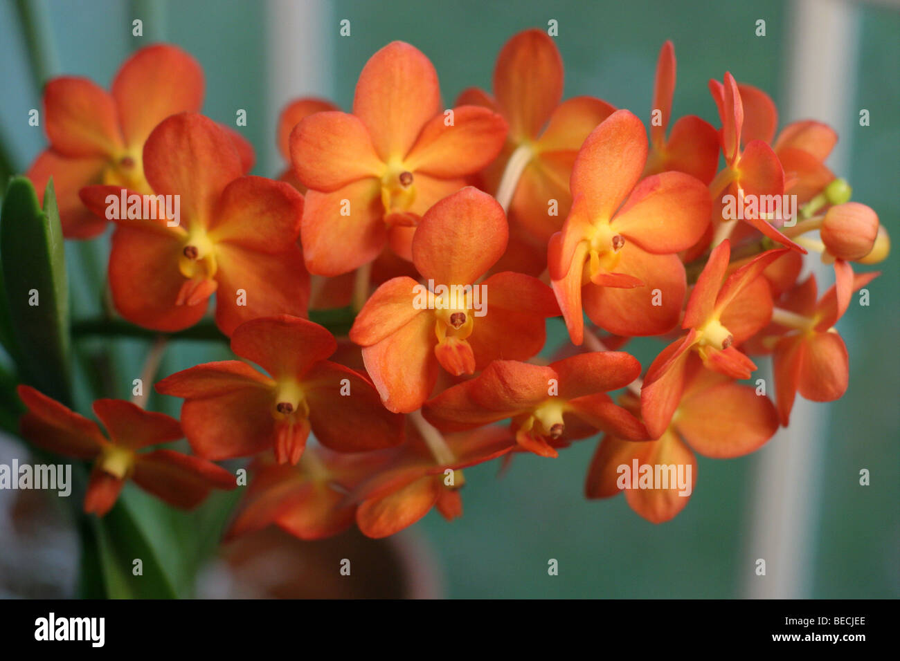 orange ascocenda orchid Ascda. Fuch’s Sunglow ‘Starlyn’ AM/AOS Stock Photo