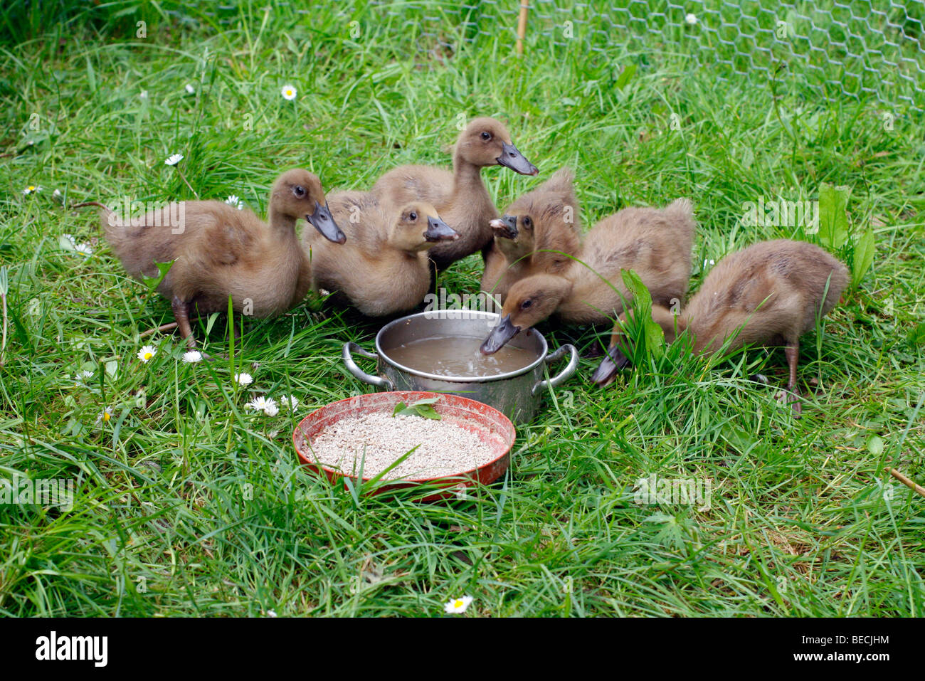 3 week old Khaki Campbell ducklings Stock Photo