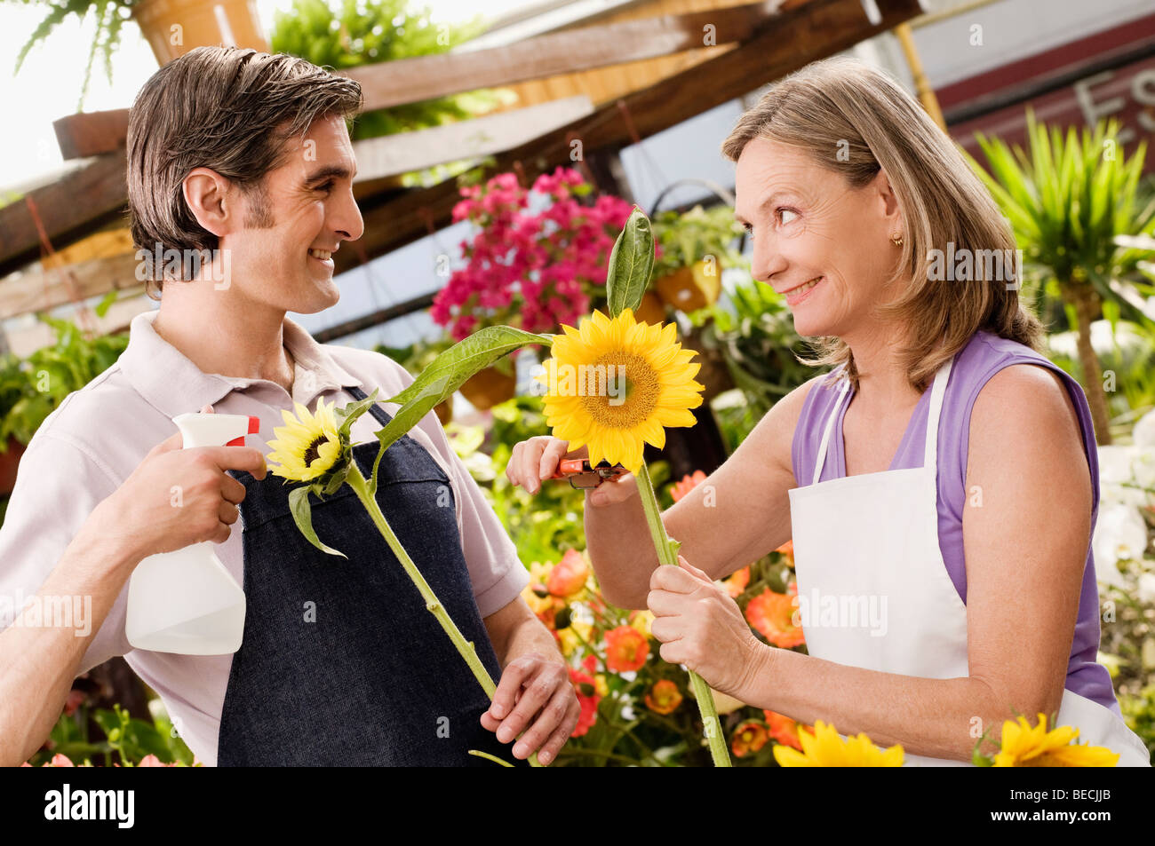 Woman and a man working in a greenhouse Stock Photo