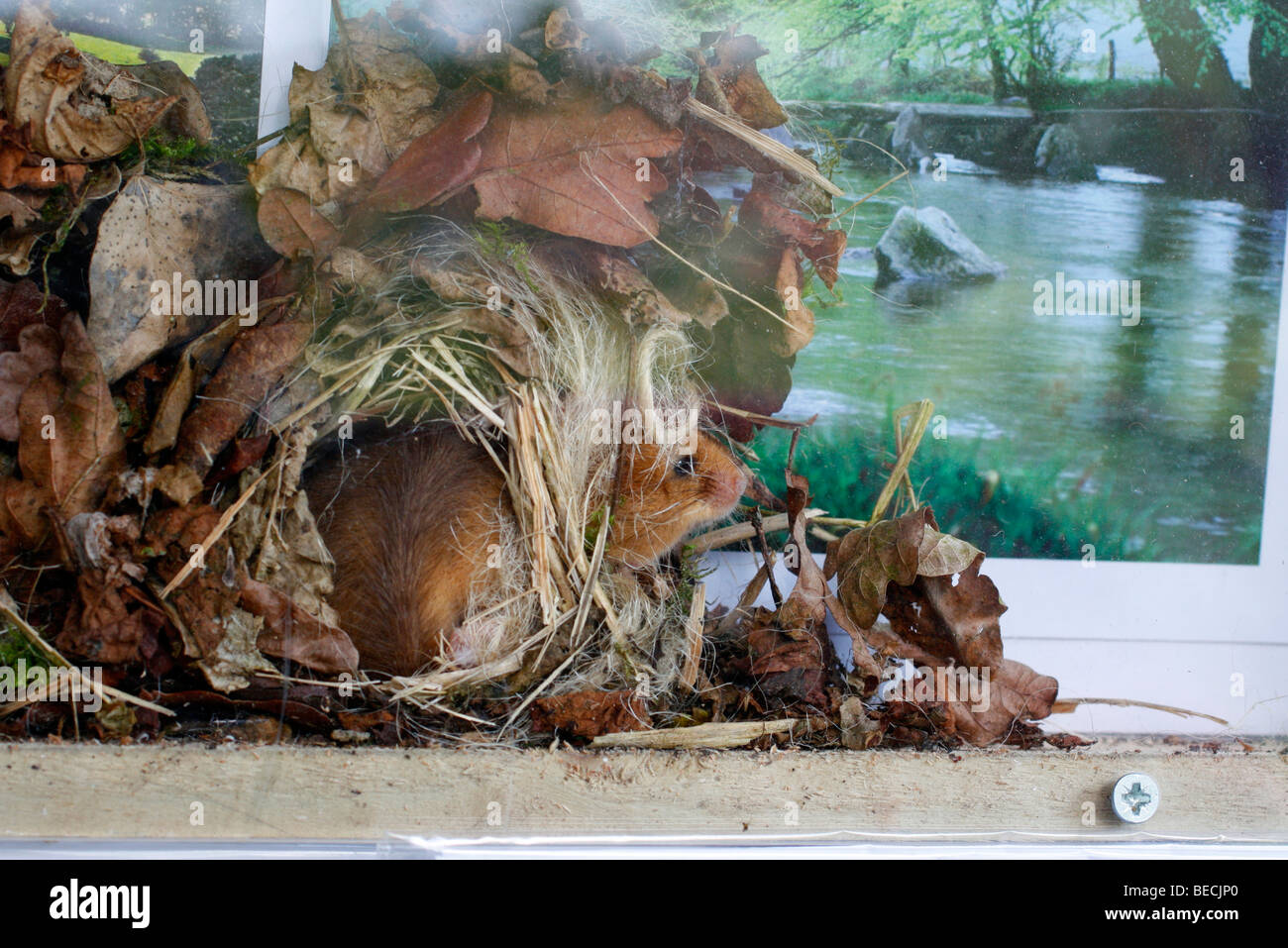 A dormouse ( Muscardinus avellanarius) decided to make his summer nest between greetings cards behind a perspex display Stock Photo