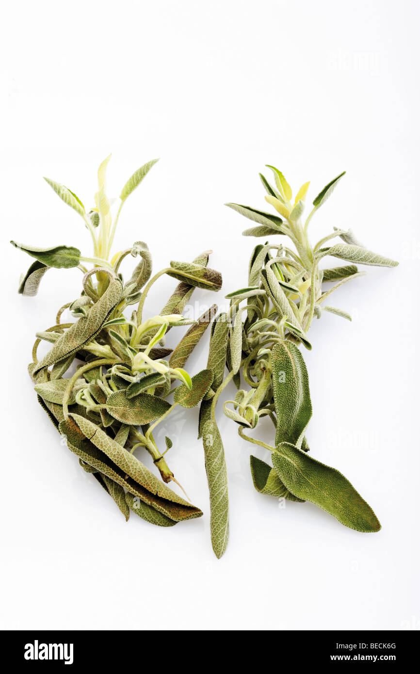 Sprigs of Sage Stock Photo