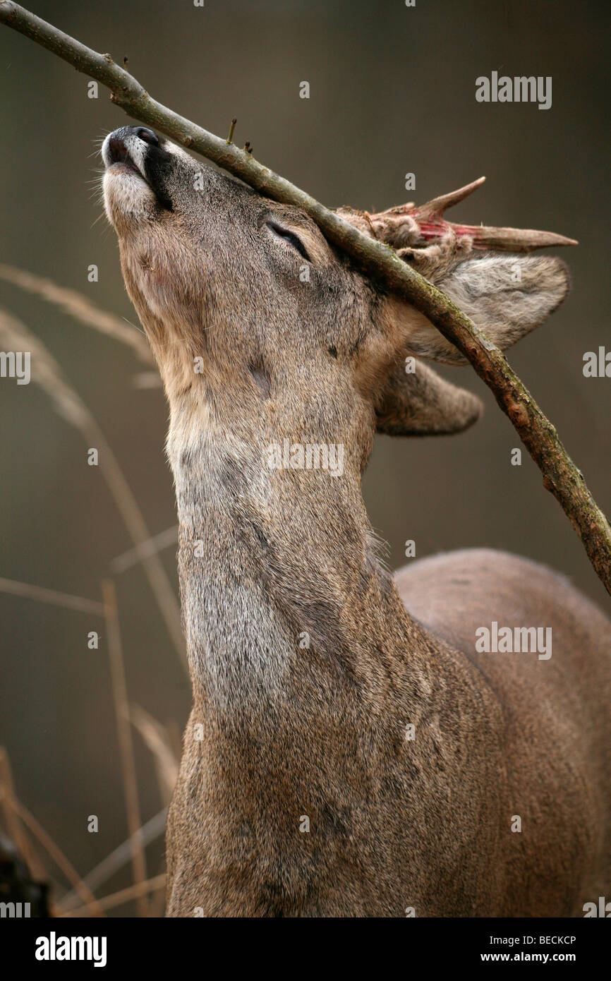 Roe deer buck (Capreolus capreolus), with velvet shreds, removing the velvet and marking Stock Photo