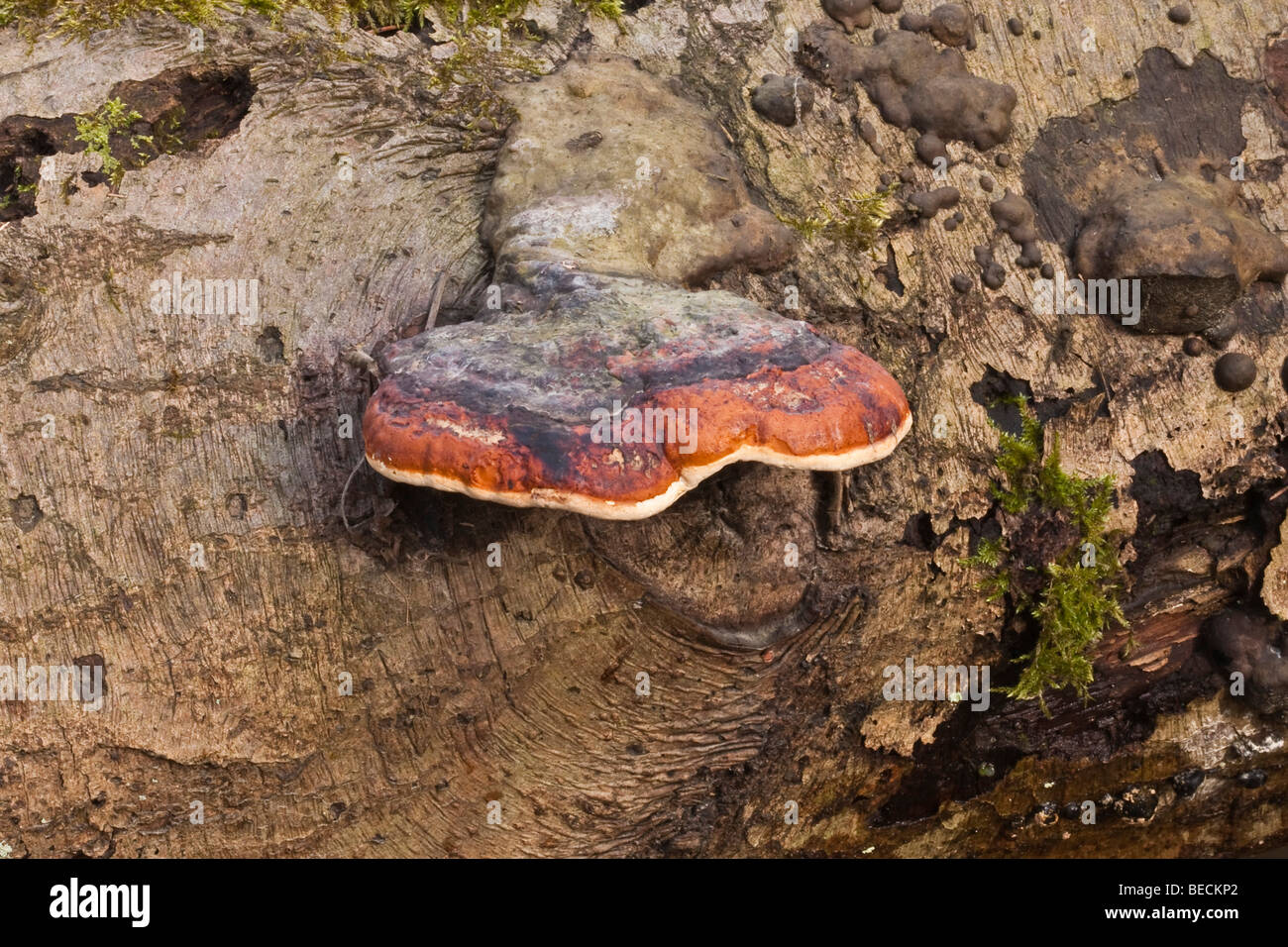 Red Banded Polypore (Fomitopsis pinicola) Stock Photo