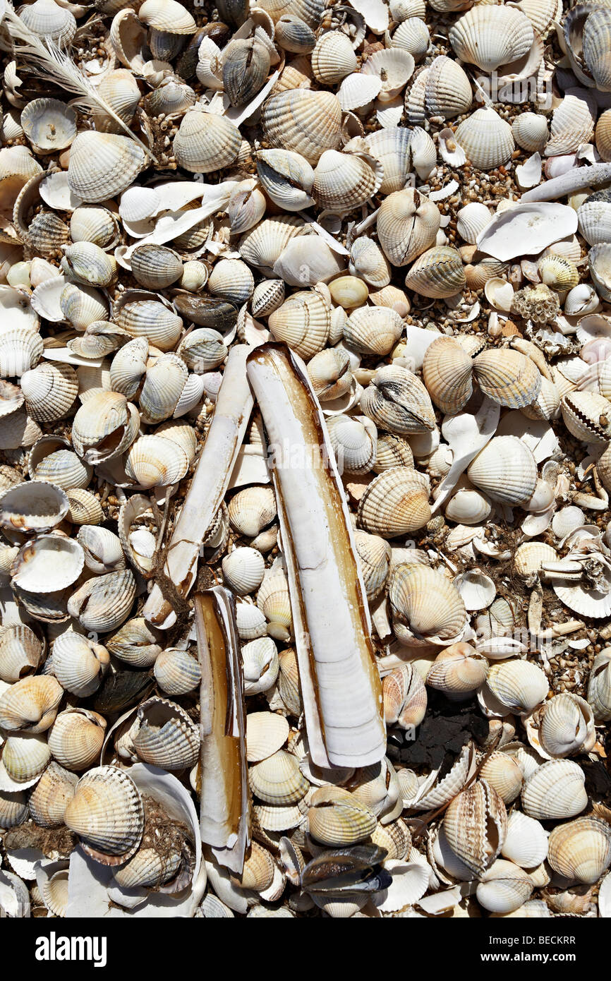 Alluvial Cockles (Cardiidae) and Atlantic Jackknife or Razor Clams (Ensis directus) in the drift line, Mellum Island, Lower Sax Stock Photo
