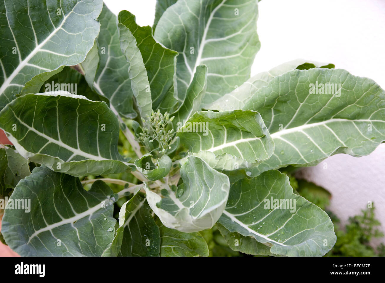 Portuguese cabbage or Couve-Galega Stock Photo