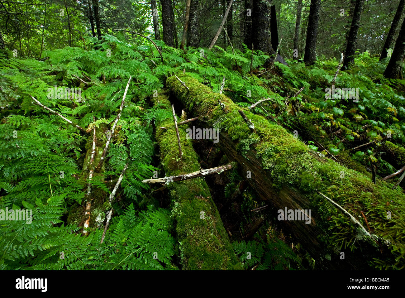 Primeval forest near Valdez, Alaska, USA, North America Stock Photo