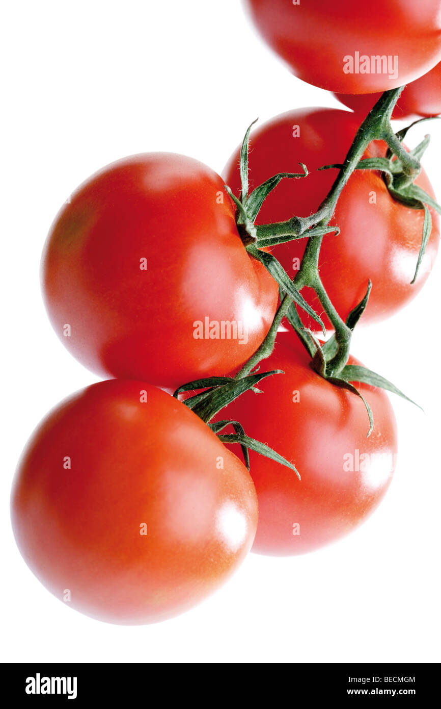 Vine tomatoes, truss Stock Photo Alamy