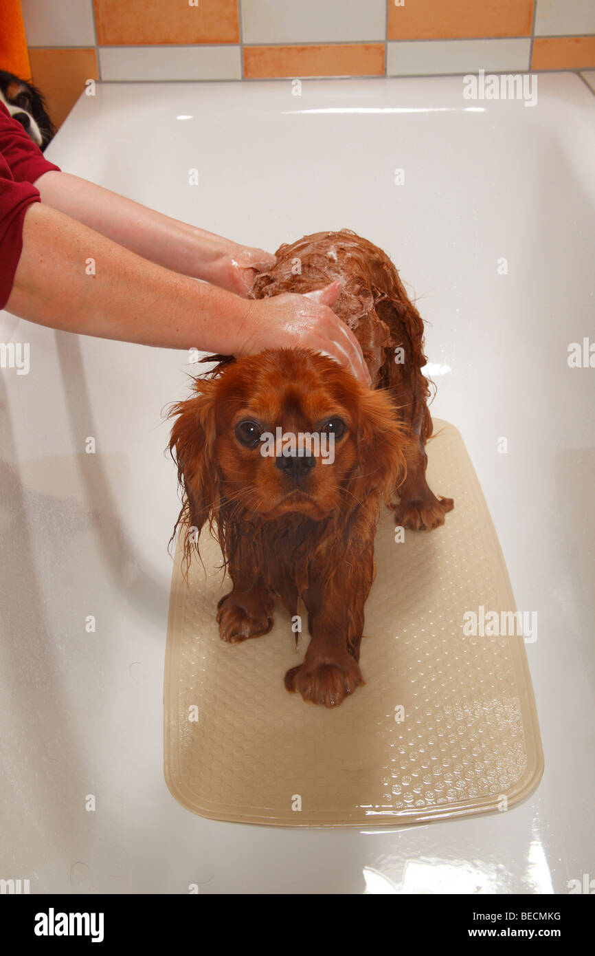 Cavalier King Charles Spaniel, ruby, being showered / being bathed
