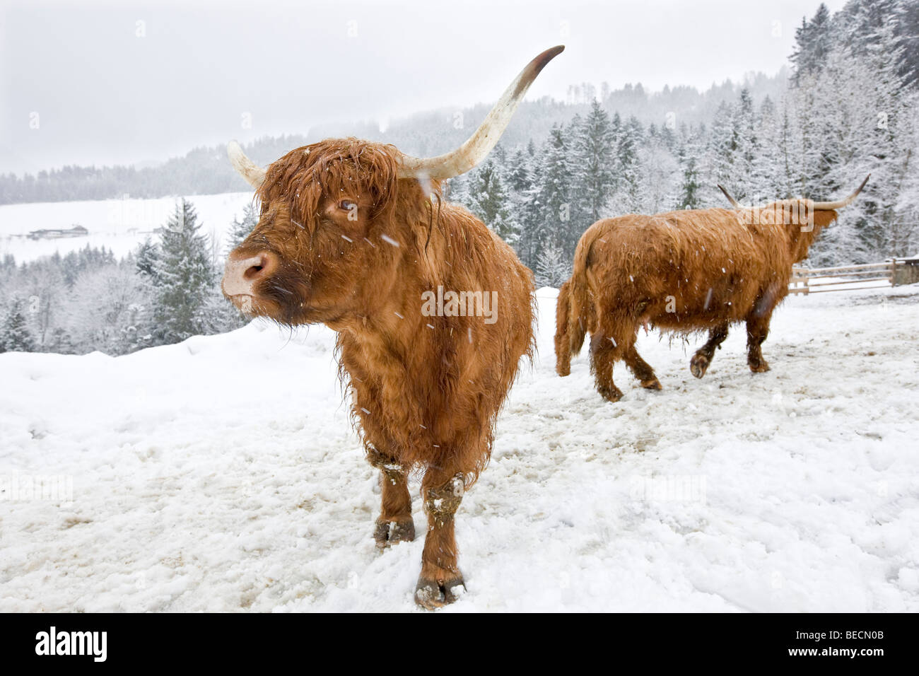 Brown Highland Cattle in a snowstorm, North Tyrol, Austria, Europe Stock Photo