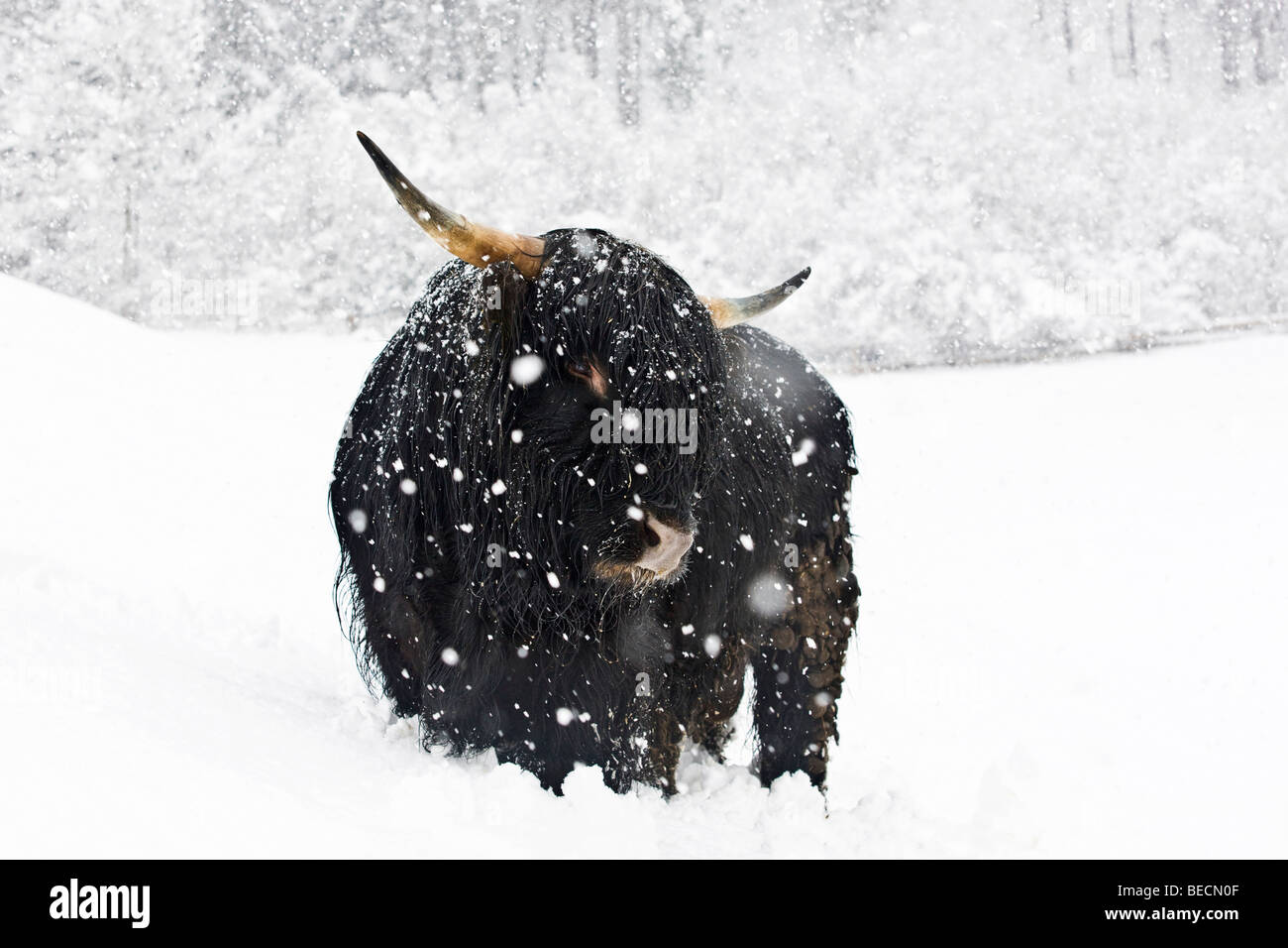 Black Highland Cattle in a snowstorm, North Tyrol, Austria, Europe Stock Photo