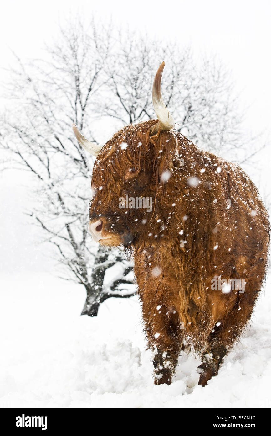 Brown Highland Cattle in a snowstorm, North Tyrol, Austria, Europe Stock Photo