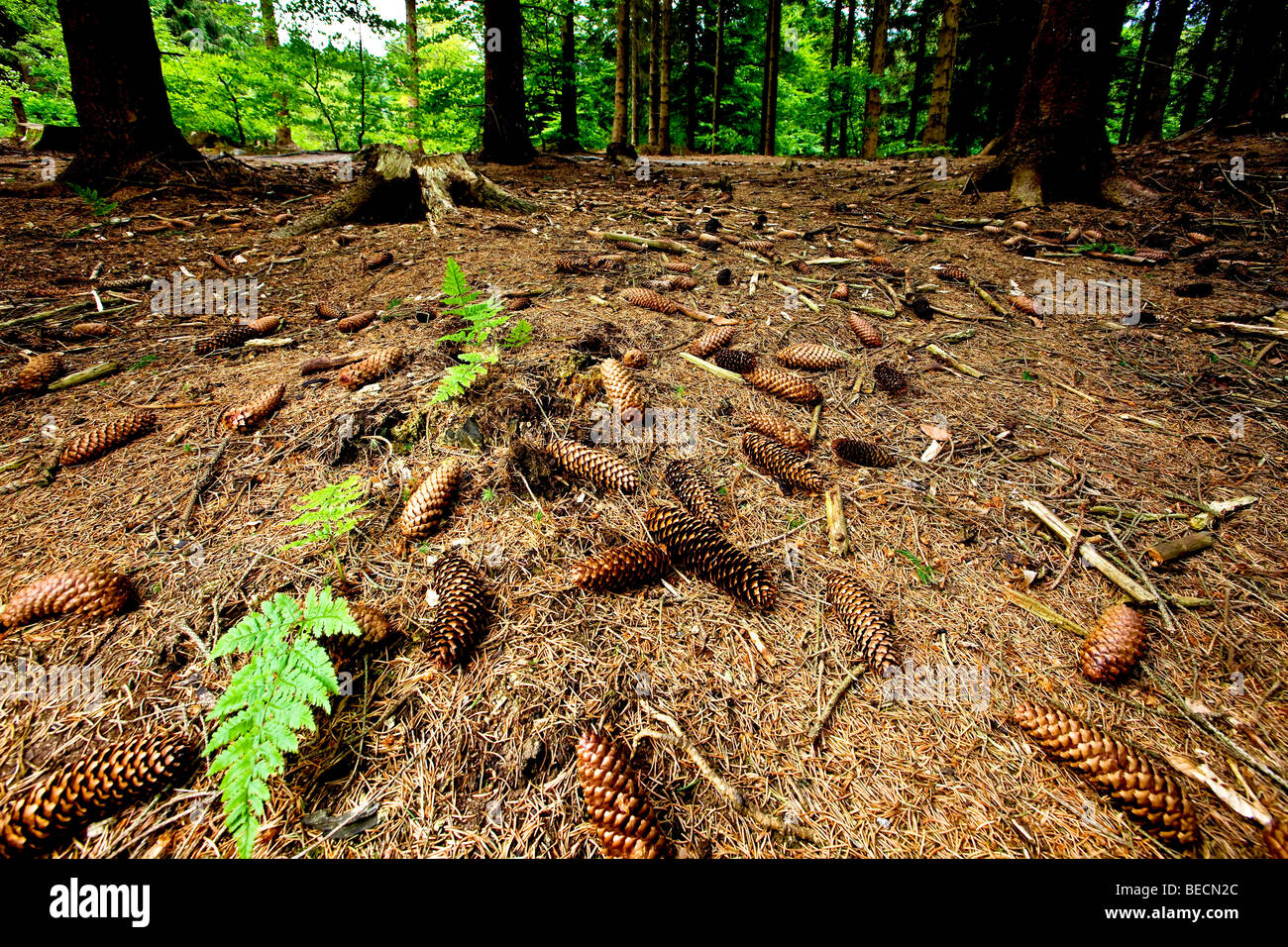 Coniferous forest floor Stock Photo