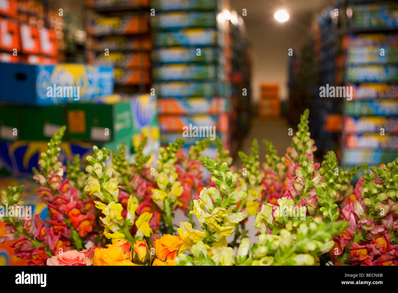 Flower boxes in a warehouse, Miami, Florida, USA Stock Photo Alamy