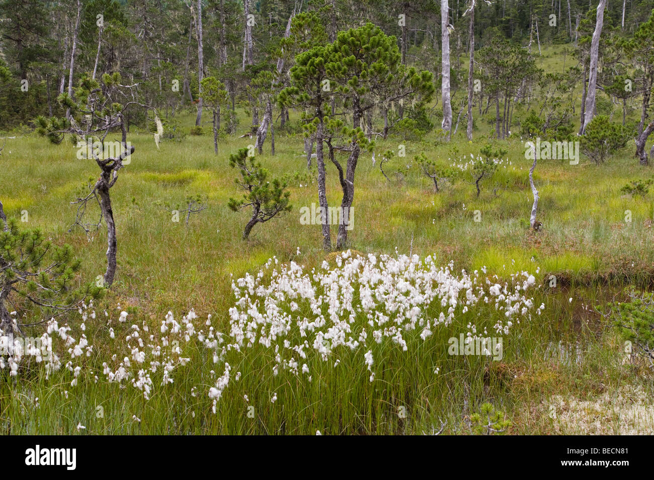 Bog with Cotton Grass, Mitkof Island, Southeast-Alaska, Alaska, USA, North America Stock Photo