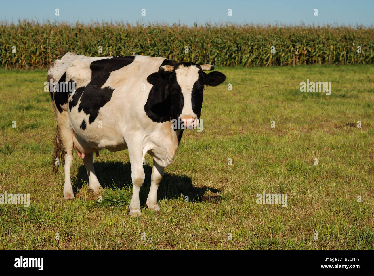 Black and white cow standing in a field Stock Photo - Alamy