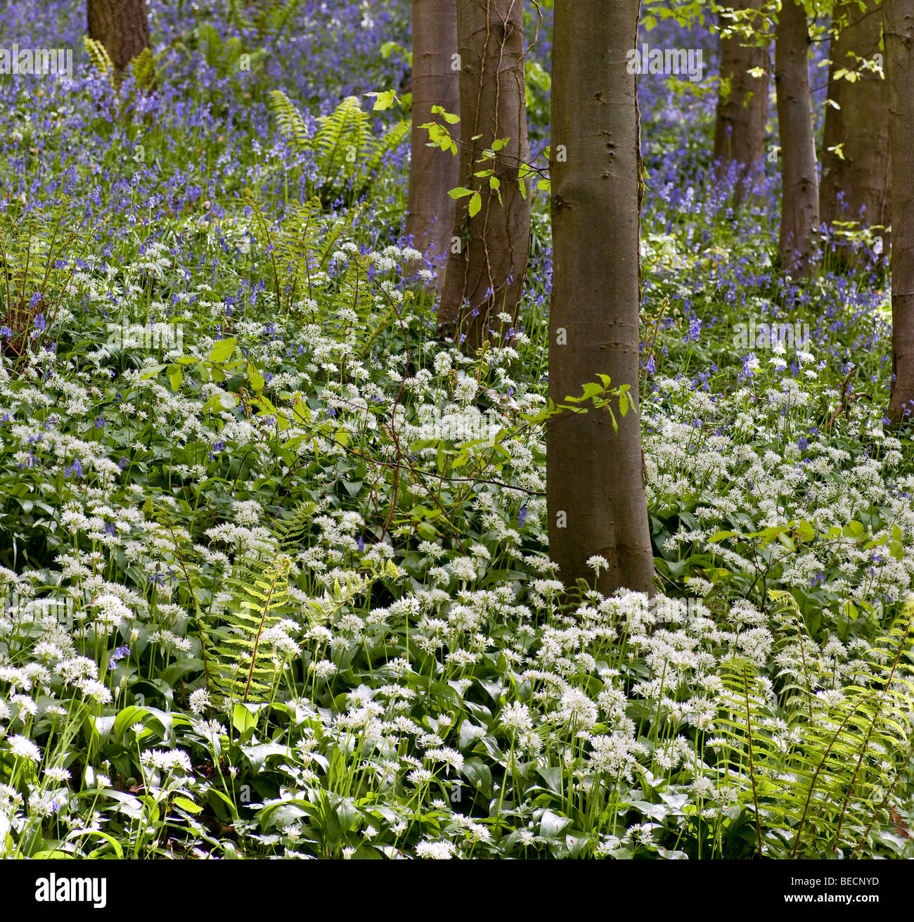 WYE VALLEY WOODLAND WITH BLUEBELLS AND WILD GARLIC. Stock Photo
