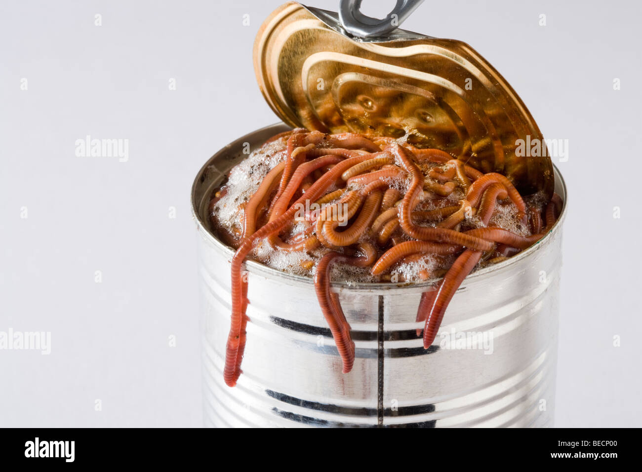 Opening a can of worms. Stock Photo