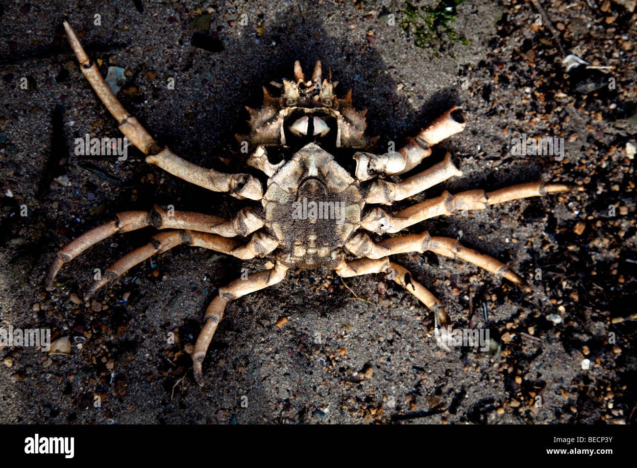 dead crab Stock Photo